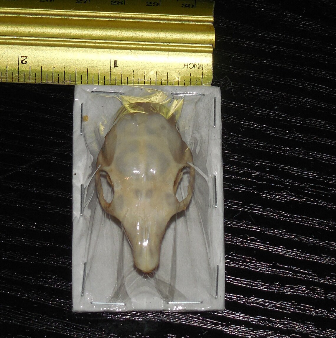 CALLOSCIURUS NOTATUS SKULL Plantain Squirrel Real taxidermy Etsy