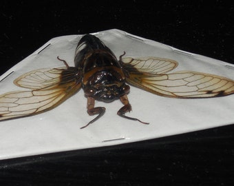 CRYPTOTYMPANA acuta CICADA  Real Insect indonesia taxidermy