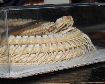 LARGE PYTAS KORROS Real Coiled Snake Skeleton Indonesia Taxidermy