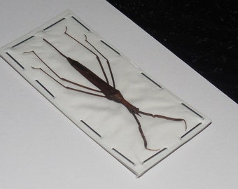 RANATRA LONGIPES LONGIPES Real Stick Insect