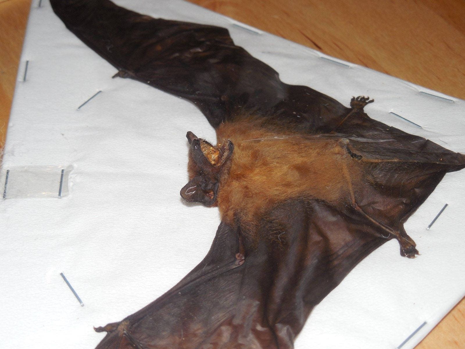 TYLONYCTERIS PACHYPUS Lesser Bamboo Bat Indonesia Taxidermy Fast Ship…