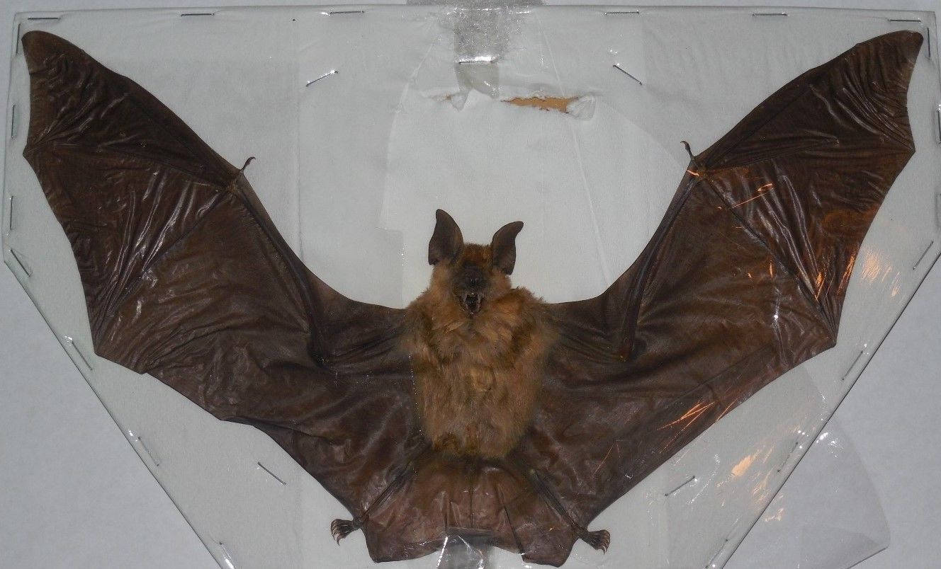 HIPPOSIDEROS MADURAE Real bat spread wings Taxidermy Fast Ship