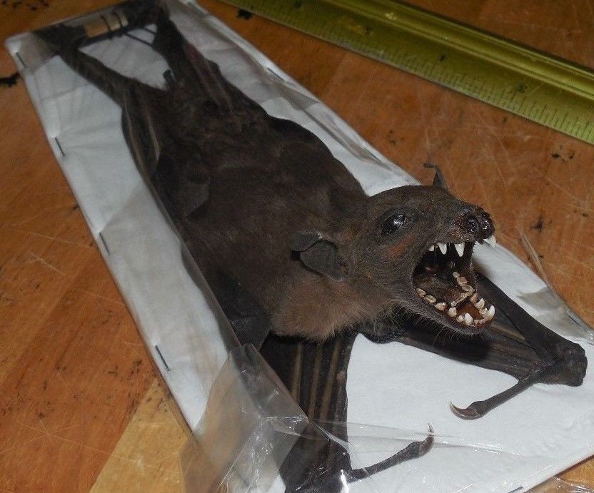 ROUSETTUS LESCHENAULTI Hanging Back Bat Real Taxidermy Fast Ship U.S.…