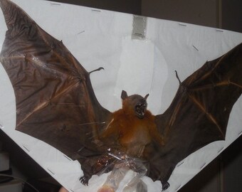 Spread Wings CYNOPTERUS MINUTUS Real Bat