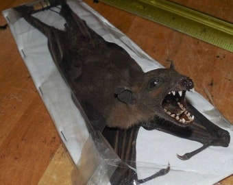 ROUSETTUS LESCHENAULTI Hanging Bat Indonesia taxidermy Fast Ship U.S. Seller