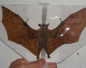 MACROGLOSSUS MINIMUS Real bat spread wings Taxidermy Fast Ship