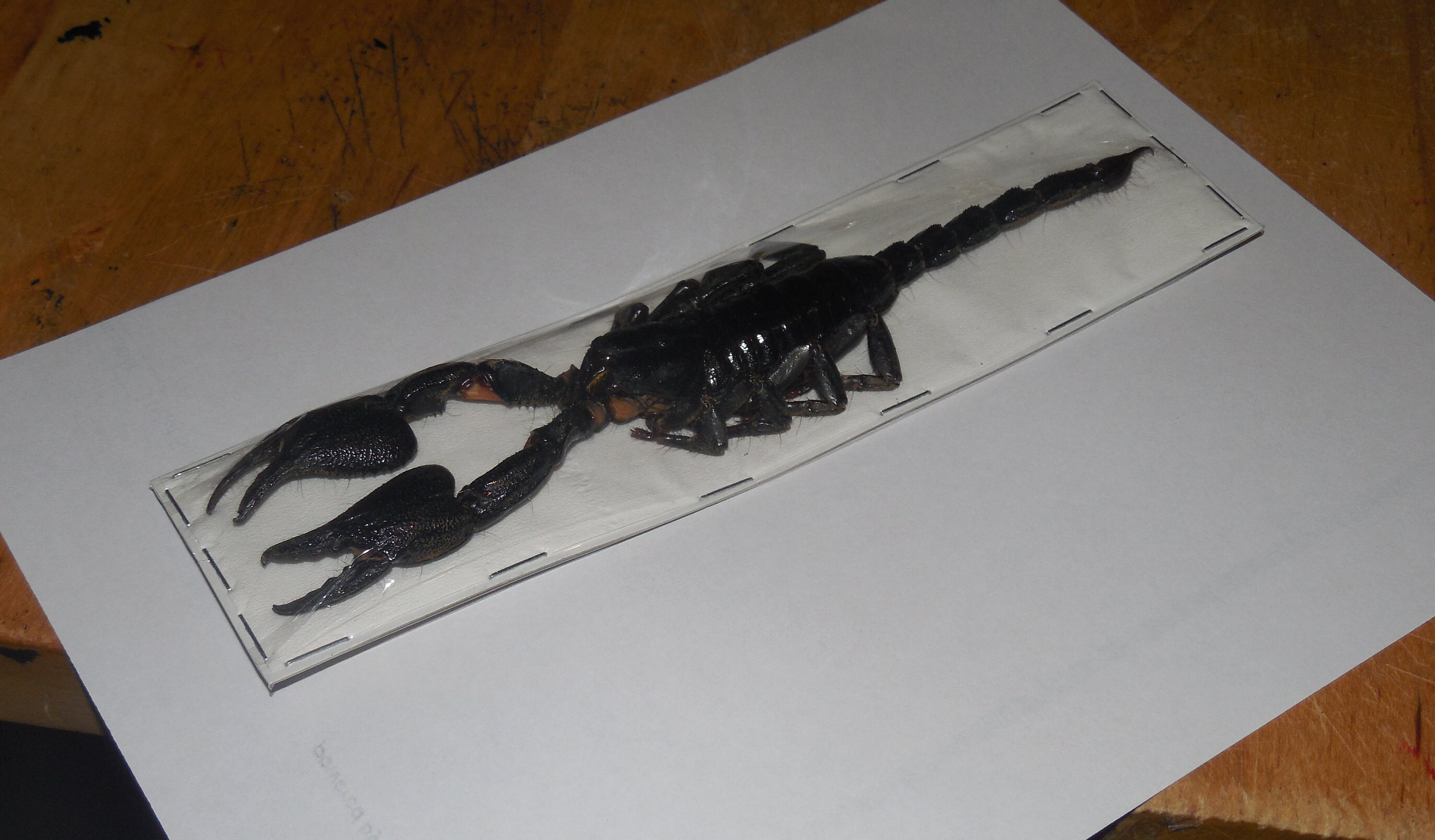 Over 6" HETEROMETRUS CYANEUS  Real Giant Forest Scorpion