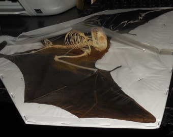 CYNOPTERUS SPHINX Exposed Skeleton Spread Wings Large Real Bat