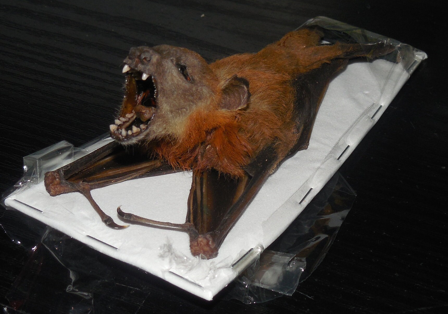 CYNOPTERUS MINUTUS Hanging back Real Bat Taxidermy Fast Ship