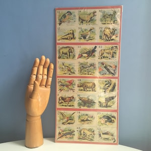 Französisches Schulposter Bon Point Bogen. Lehrtafel mit Tieren. Lehrreich. Wohndekor. Bauernhof Waldtiere. 1950er Jahre. Original Posterdruck Papagei Zebra