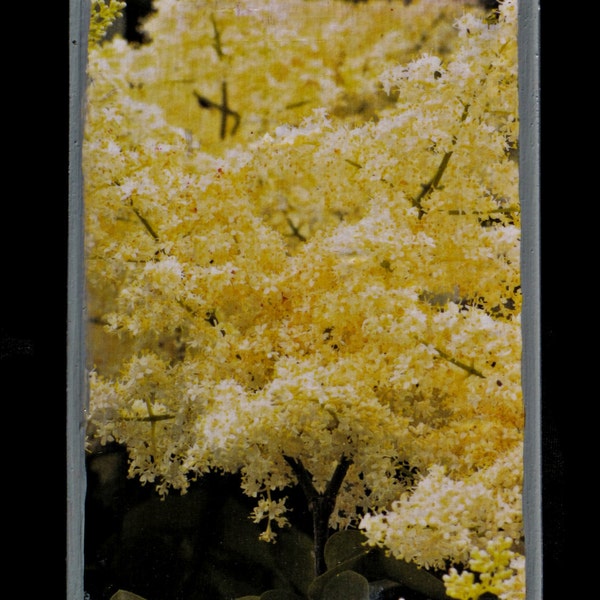 Japanese Lilac Tree Ivory Silk No 2 | Photo Block | Reclaimed Lumber | Decoupage | Flowers | Original Photography | Home Decor | 7"x5.5"