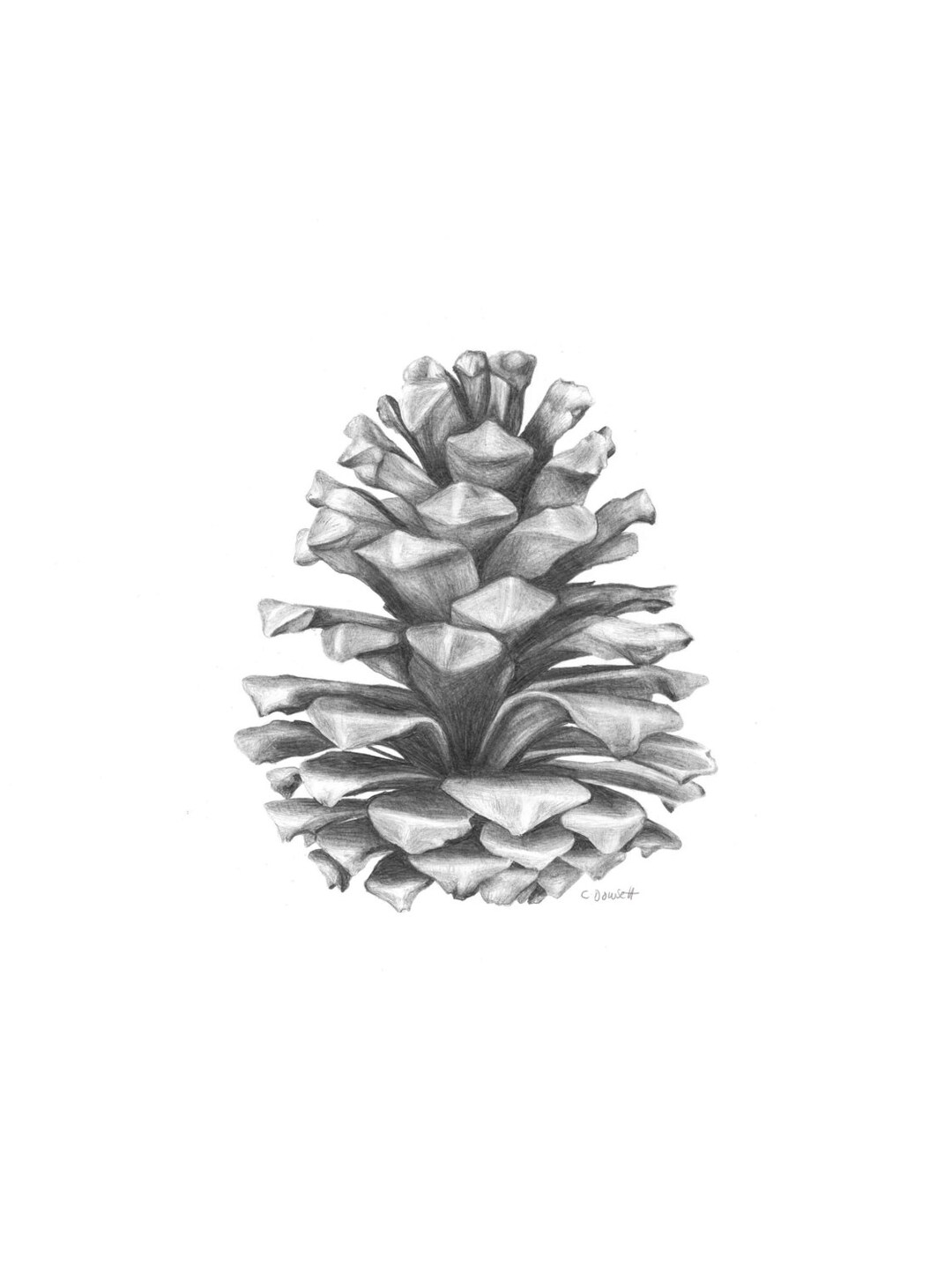 CONE A3 Printable Minimal Pine Cone Drawing Print - Etsy