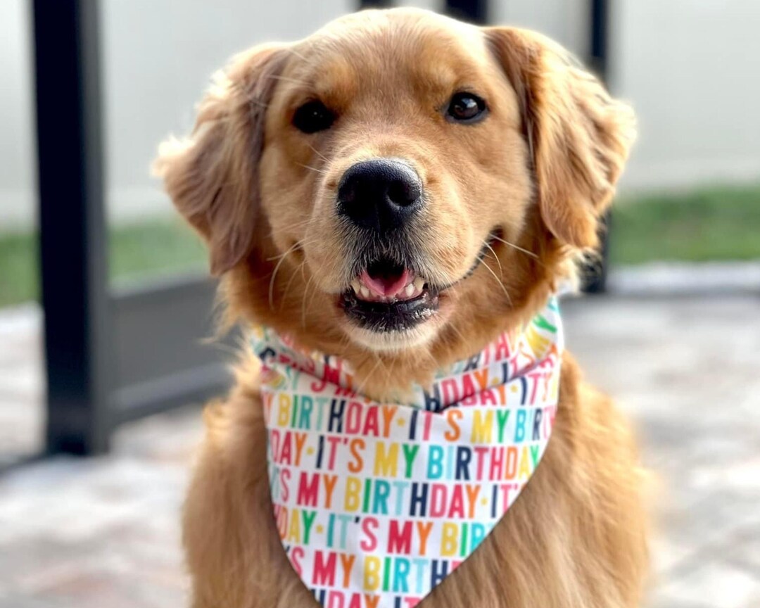 Birthday Dog Bandana, Its My Birthday Puppy Dog Bandana, Girl Boy