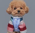 Hanbok Style Dog Outfit – Traditional Korean Pet Clothes product logo