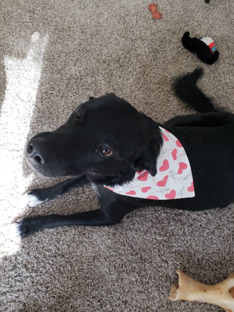 Daisy Pattern Pet BandanaScrunchie Matching Pet Bandana and Scrunchie Dual Sided and 100/% Cotton