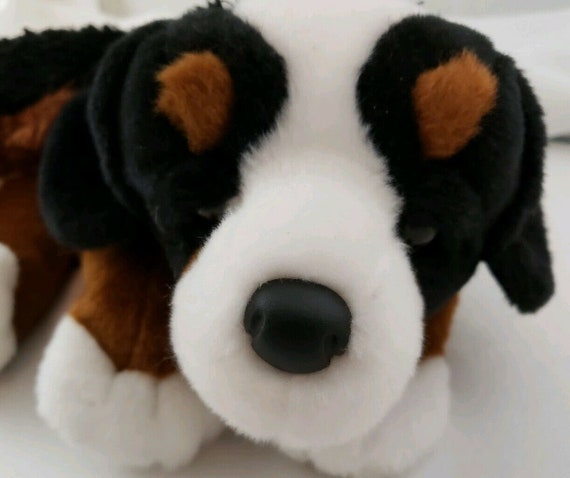 douglas bernese mountain dog