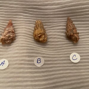 Rare!! knobby gastropod shell fossil from Morocco.