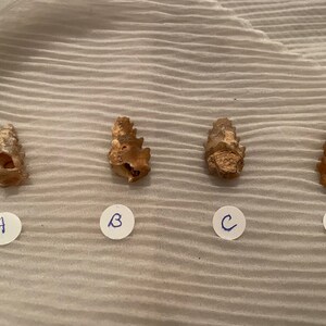Rare!! knobbly gastropod shell  from Morocco.