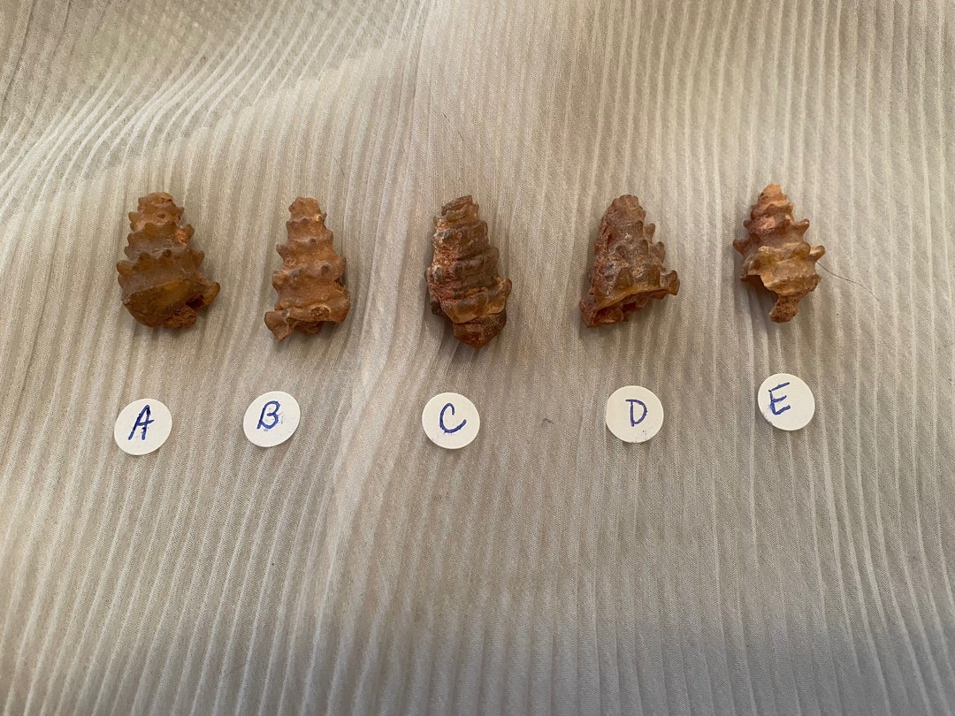 Rare!! Knobby Gastropod Shell Fossil From Morocco - Etsy