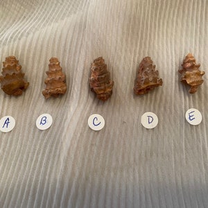 Rare!! knobby gastropod shell fossil from Morocco