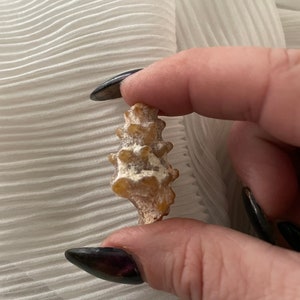 Rare knobbly gastropod shell fossil
