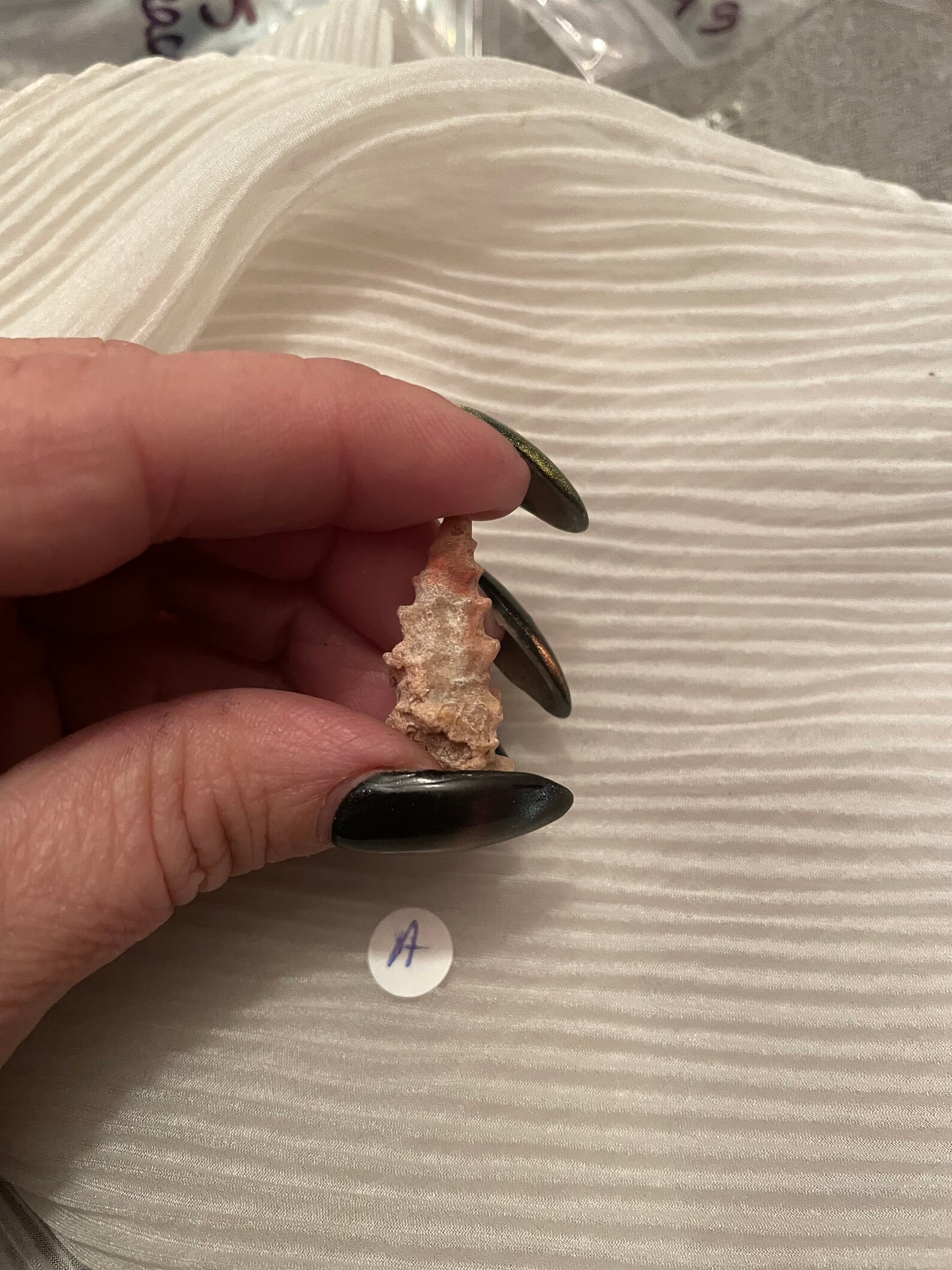 Rare Knobby Gastropod Shell Fossil From Morocco. - Etsy