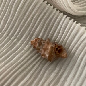 Rare knobbly gastropod shell fossil
