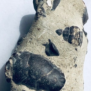 Fossilized Mini Crabs 74.40g