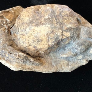 Fossilized Mud Crab Collector Specimen