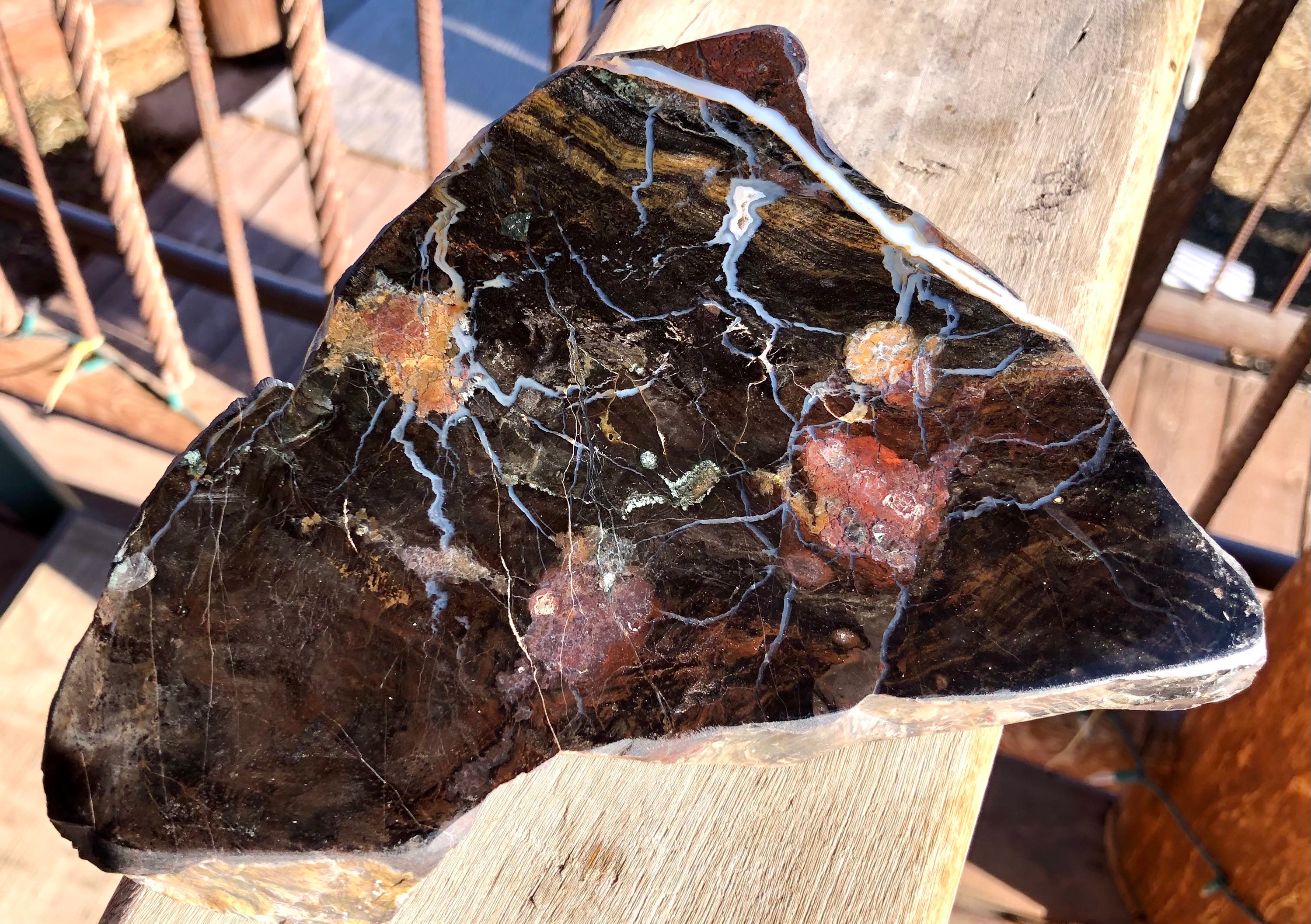 Montana Petrified Wood Polished Specimen 1 libra 6 oz. Etsy