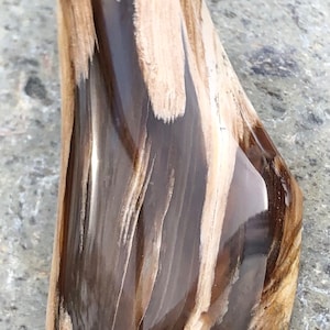 Montana Petrified Wood Cabochon