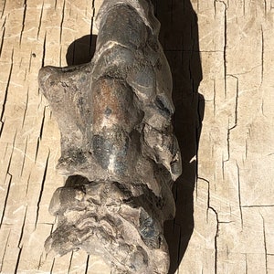 Mud Lobster Fossil Collector Specimen