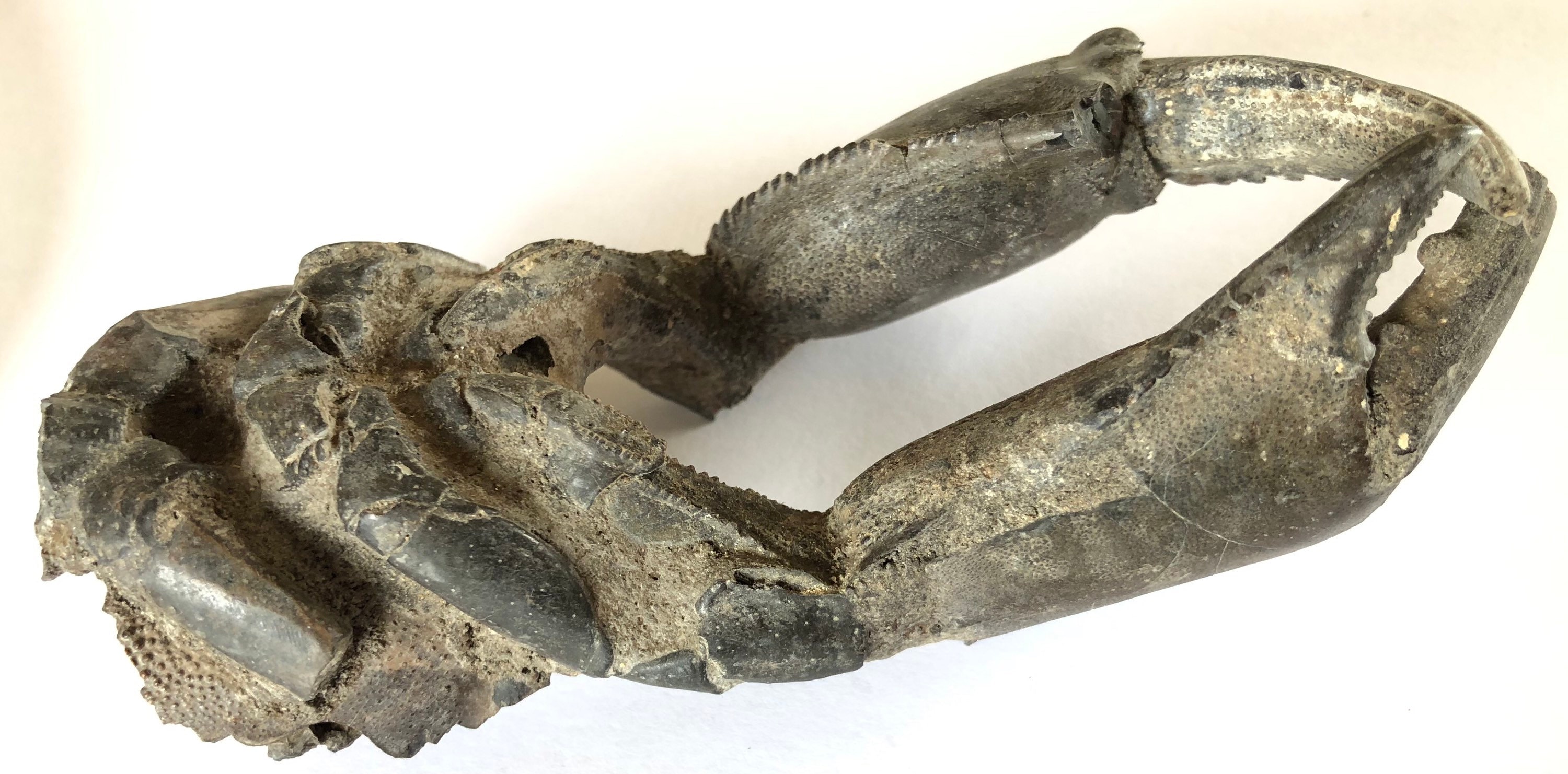 Mud Lobster Fossil Collector Specimen - Etsy