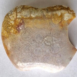 Fossilized Coral Apple Shaped Cabochon
