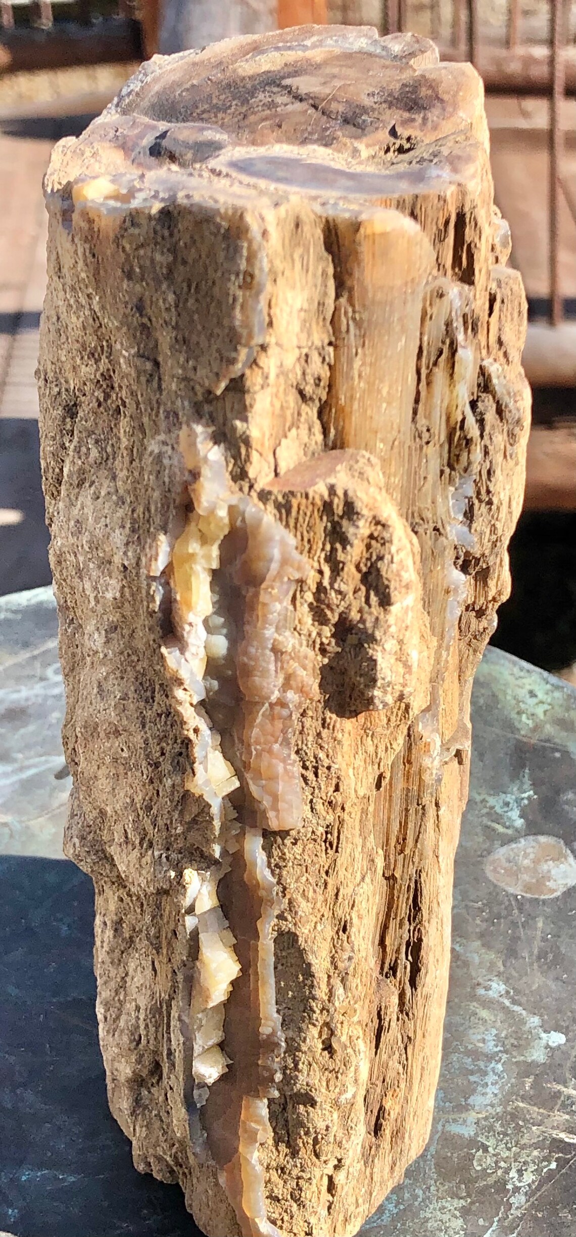 Petrified Wood Agatized Limb Cast Specimen Etsy