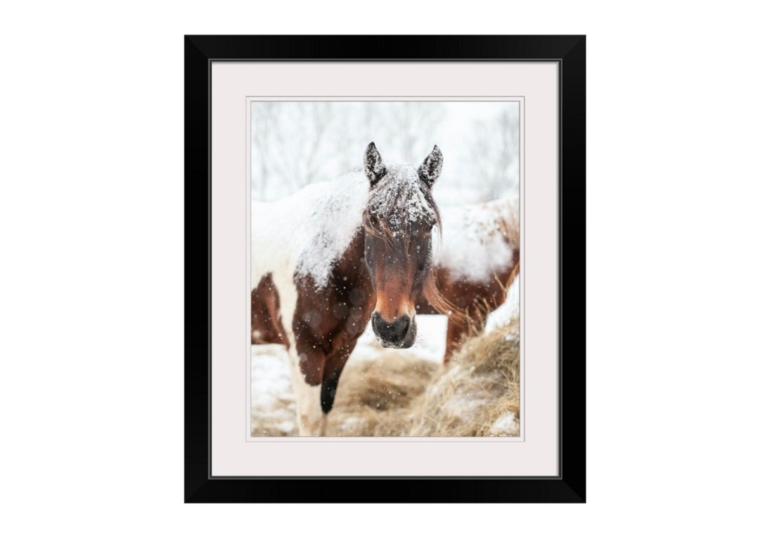 Kentucky Paint Horse in Snow Postcard Etsy UK
