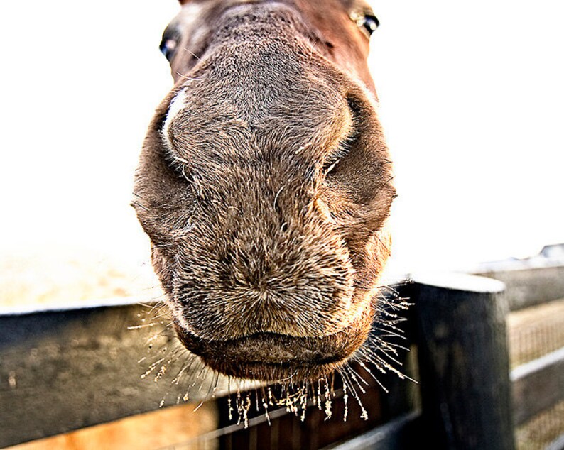 Highly Detailed Photograph of a Horse's Nose. Etsy