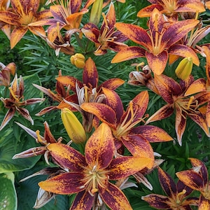 Asian Orange Lily