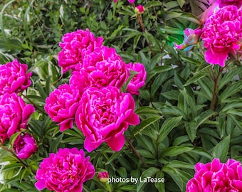 Chinesische Pfingstrose