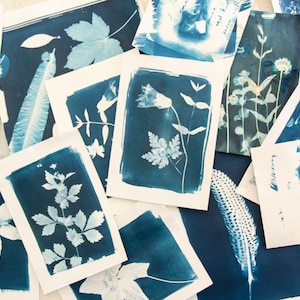 May include: Cyanotype prints of various plants and flowers, including a feather, a rose, and a fern. The prints are arranged in a random pattern on a white surface.