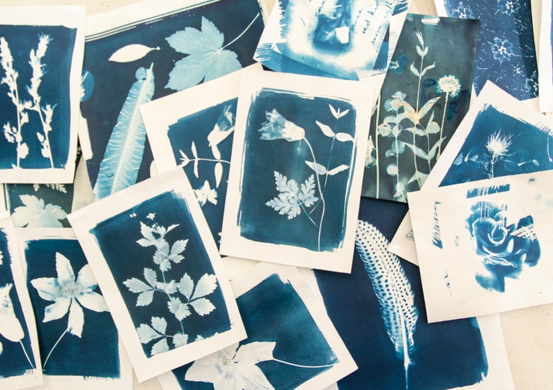 May include: Cyanotype prints of various plants and flowers, including a feather, a rose, and a fern. The prints are arranged in a random pattern on a white surface.