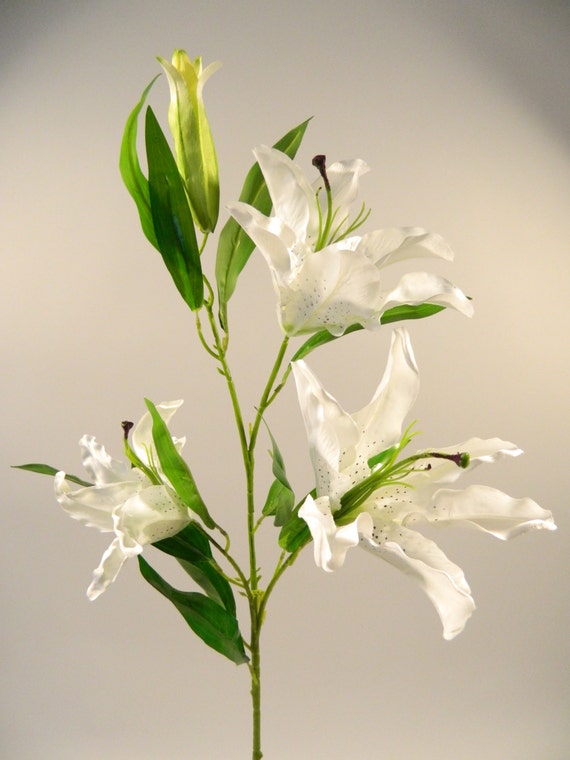 planting asclepias tuberosa seeds Butterfly Milkweed Seeds (Asclepias tuberosa)