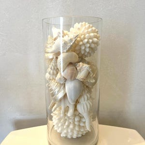 Seashell decor, nautical decor, coastal decor, seashells