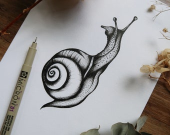 The Snail Fine Art Print