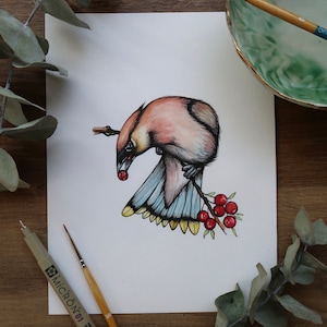 The Cedar Waxwing Fine Art Print