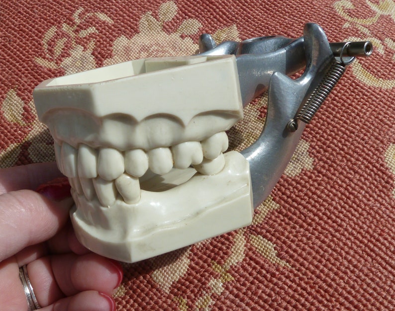 Vintage Dental Model Columbia Dentoform Corp. New York. Etsy
