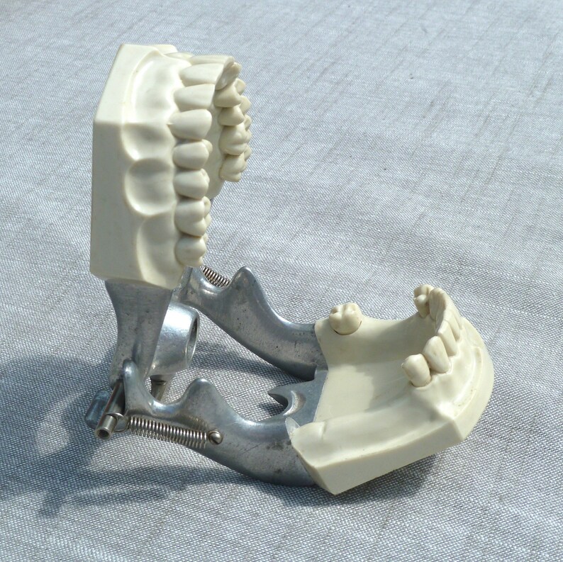 Vintage Dental Model Columbia Dentoform Corp. New York. Etsy