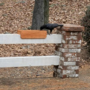 Cedar Platform bird feeder.  No mounting required, slips over a standard 2 x 4 porch or fence rail.