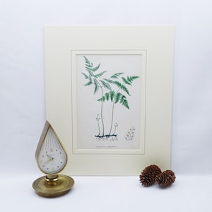 Victorian fern print, original hand coloured by John E. Sowerby, from dis-bound book The Ferns of Great Britain & The Fern Allies, 1869