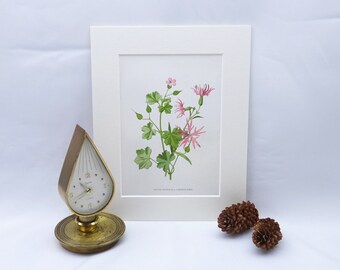 Viktorianskt tryck av vildblommor ~ Skinande näva och trasig rödhake, illustration av F. Edward Hulme, från den uppbundna boken Familiar Wild Flowers